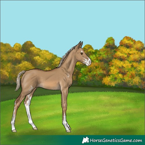 Horse Color:Chocolate Palomino Dun Sabino