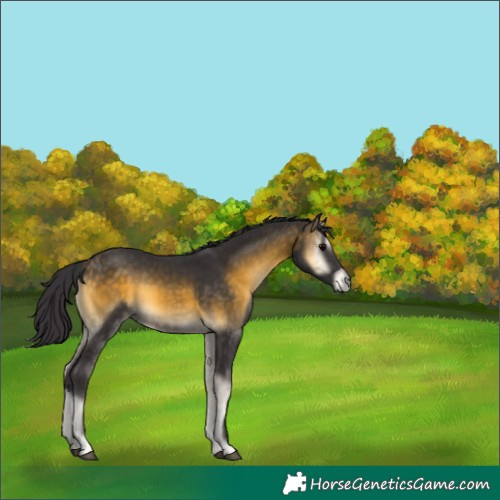 Horse Color:Buckskin Onyx 