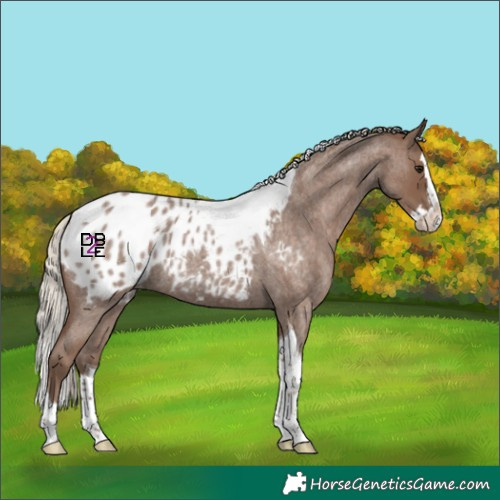 Horse Color:Silver Blue Roan Splash Tobiano Blanket