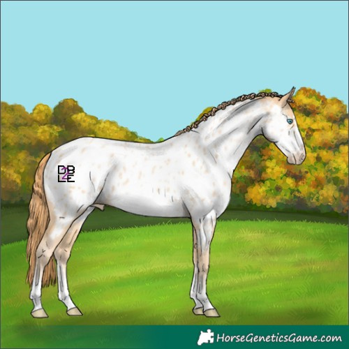 Horse Color:Buckskin Pearl Sabino Frame Near Leopard