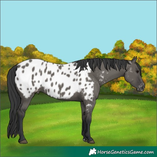 Horse Color:Grullo Near Leopard Rabicano