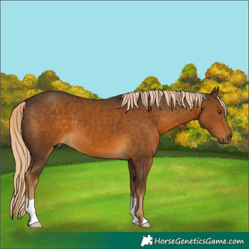 Horse Color:Chocolate Palomino