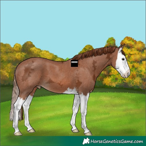 Horse Color:White Spotted Chestnut Ice Splash Varnish 