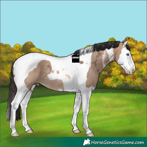 Horse Color:Bay Ice Dun Sabino Splash Tobiano Rabicano