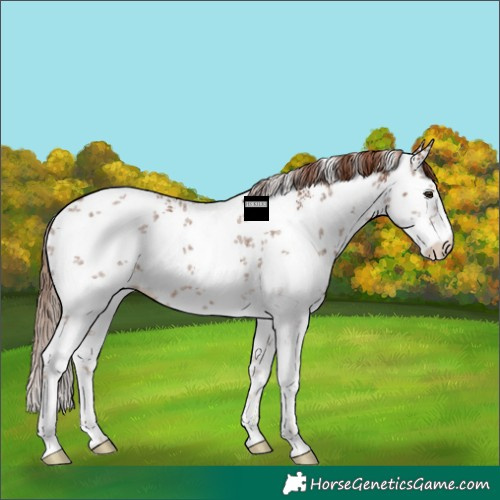 Horse Color:White Spotted Chestnut Ice Sabino 