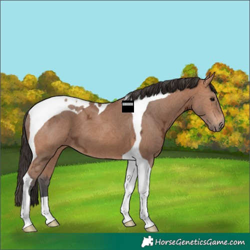 Horse Color:Bay Ice Tobiano 