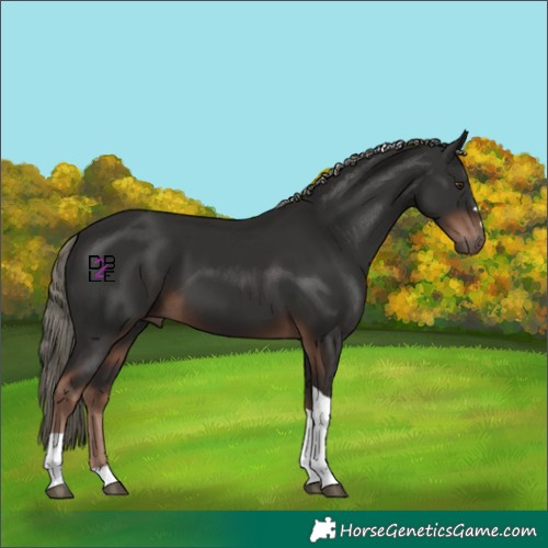 Horse Color:Liver Chestnut Mushroom Tobiano