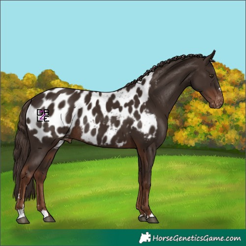 Horse Color:Liver Chestnut Near Leopard Rabicano 
