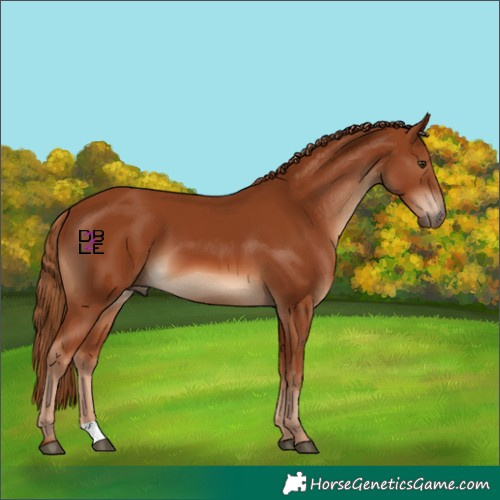 Horse Color:Chestnut 