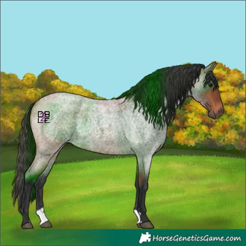 Horse Color:Bay Roan 