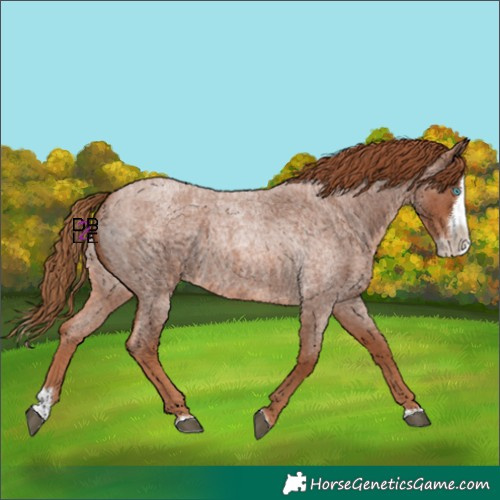 Horse Color:Red Roan Splash 