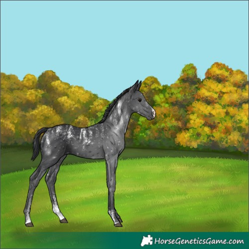 Horse Color:Powder White Black 