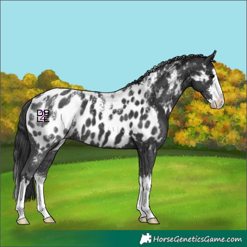 Horse Color:Powder White Black Sabino Splash Near Leopard