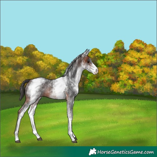 Horse Color:Powder White White Spotted Bay 
