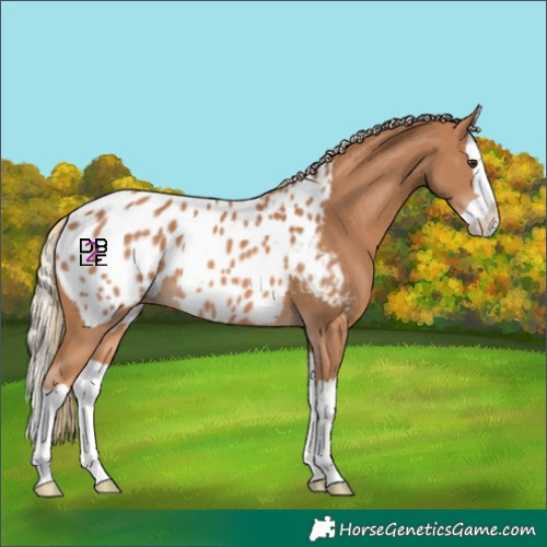 Horse Color:Chestnut Splash Near Leopard