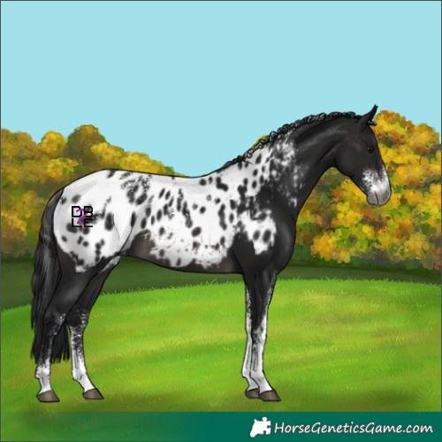 Horse Color:Powder White Gray Platinum Brown Near Leopard
