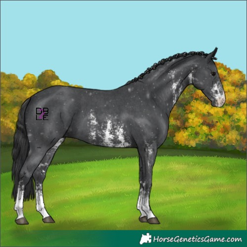 Horse Color:Black Sabino 