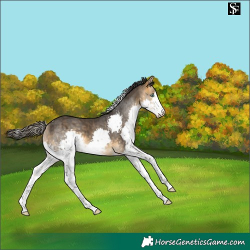 Horse Color:Buckskin Splash Tobiano