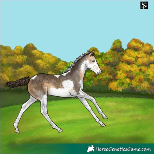 Horse Color:Buckskin Splash Tobiano