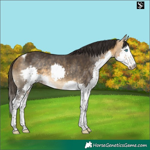 Horse Color:Buckskin Splash Tobiano
