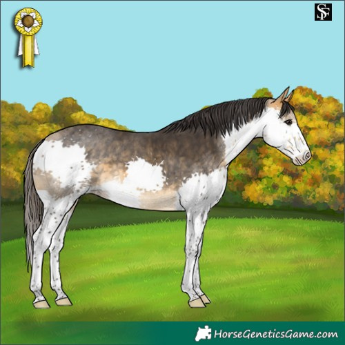 Horse Color:Buckskin Splash Tobiano Rabicano