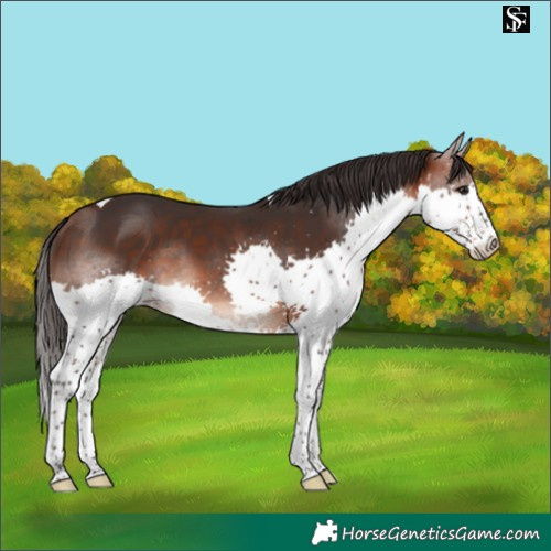 Horse Color:Brown Splash Tobiano 