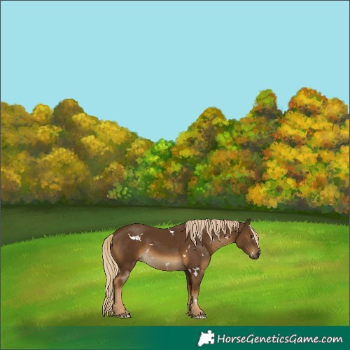Horse Color:White Spotted Chocolate Palomino 