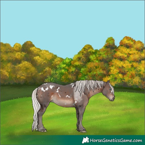 Horse Color:White Spotted Silver Brown 