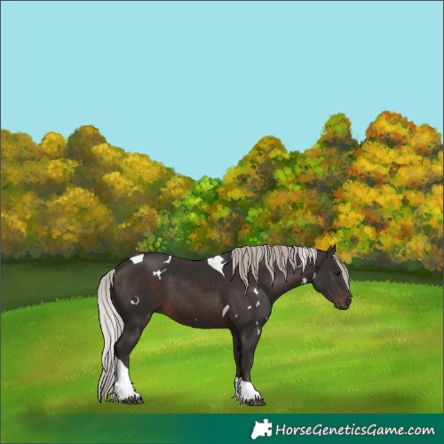 Horse Color:White Spotted Silver Brown Tobiano