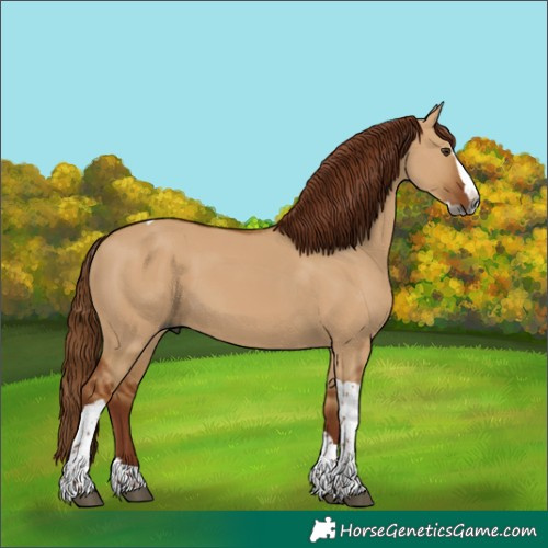 Horse Color:Gray Red Dun Splash Tobiano 