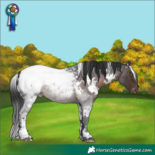 Horse Color:White Spotted Brown Roan Snowcap