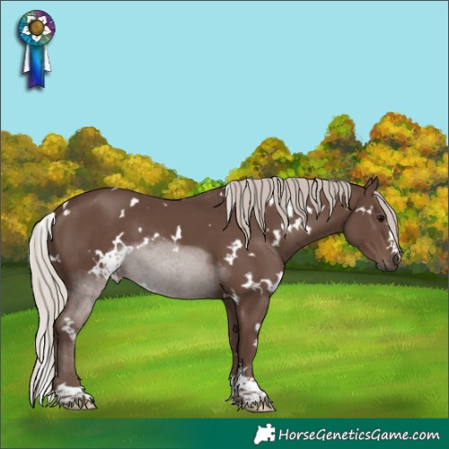 Horse Color:White Spotted Silver Black