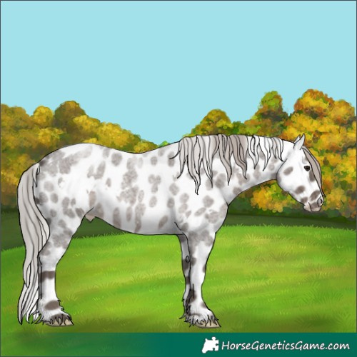 Horse Color:White Spotted Silver Blue Roan Leopard 