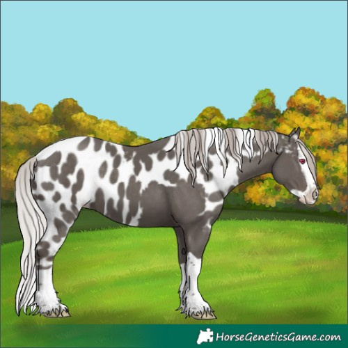 Horse Color:Silver Black Splash Skewed LP Spotted 
