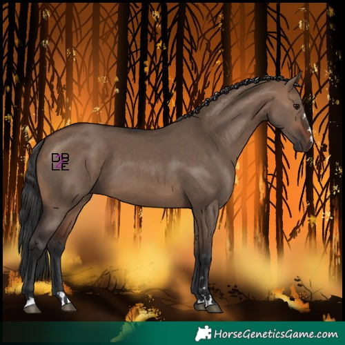 Horse Color:Brown Dun 