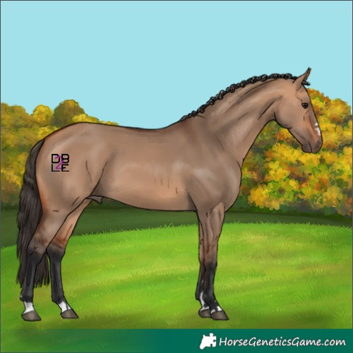 Horse Color:Bay Dun