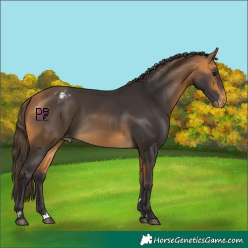 Horse Color:Buckskin Varnish