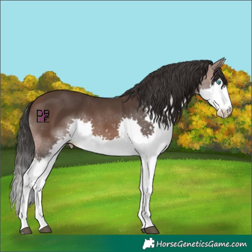 Horse Color:Brown Splash