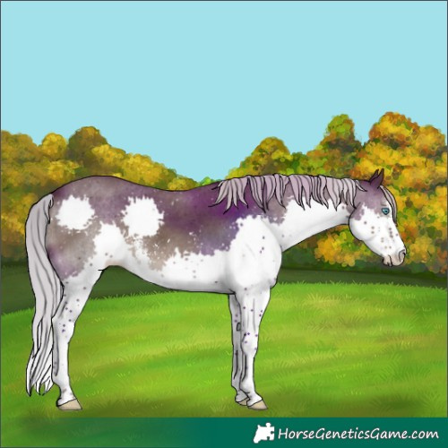 Horse Color:Silver Black Sabino Splash 