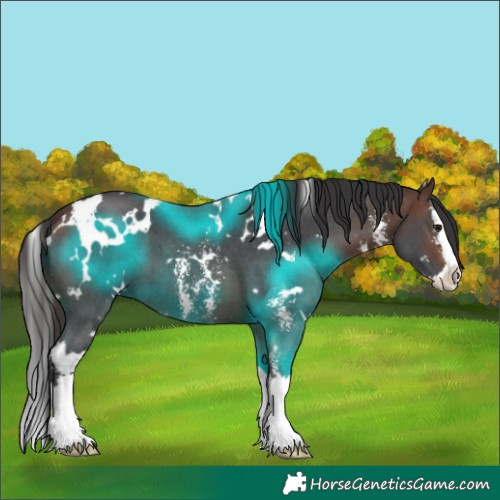 Horse Color:White Spotted Brown Sabino Splash