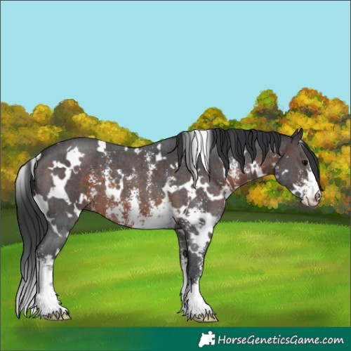 Horse Color:White Spotted Brown Sabino 