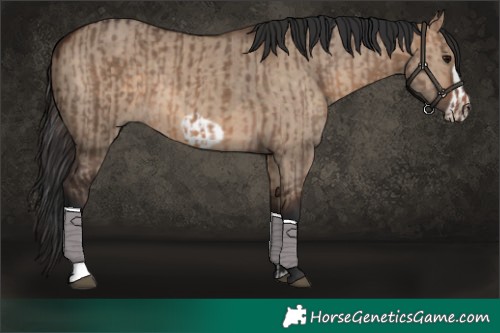 Horse Color:Brown Dun and Brown Dun Frame