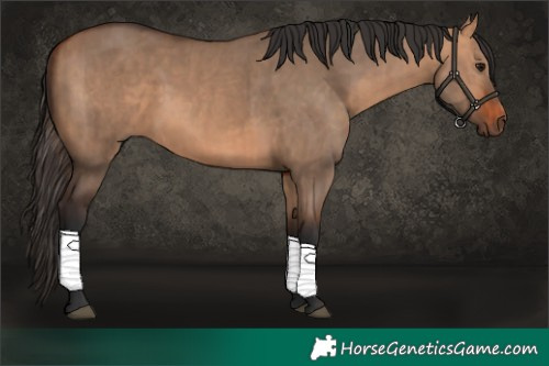 Horse Color:Bay Dun and Bay Dun