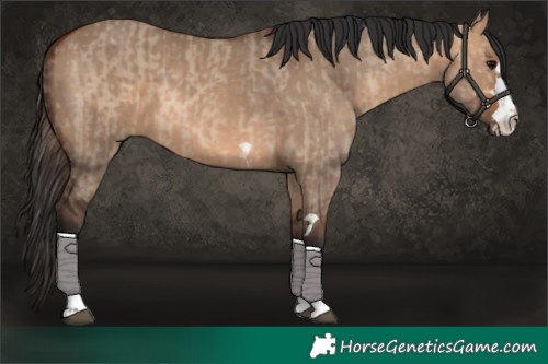 Horse Color:Bay Dun  and Bay Dun 
