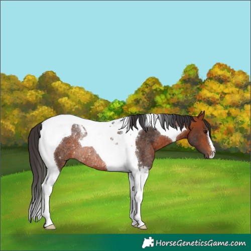 Horse Color:Bay Tobiano Rabicano