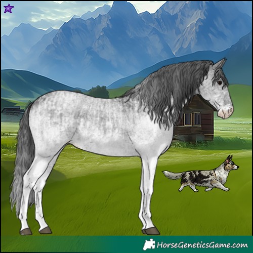 Horse Color:White Spotted Blue Roan Rabicano and White Spotted Blue Roan Rabicano