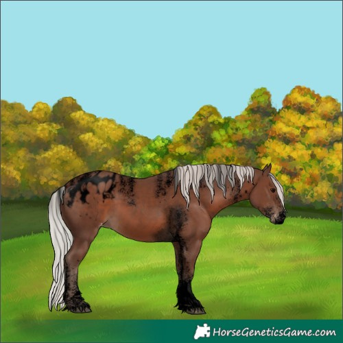 Horse Color:Powder White Void White Spotted Silver Black Blanket 