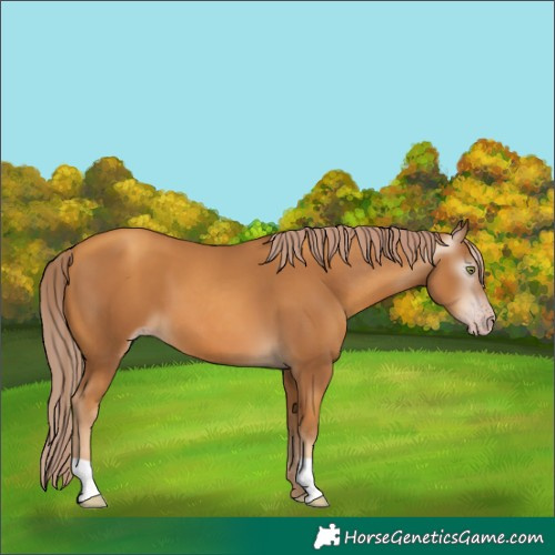 Horse Color:Gray Gold Champagne