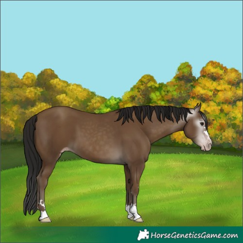 Horse Color:Gray Classic Champagne