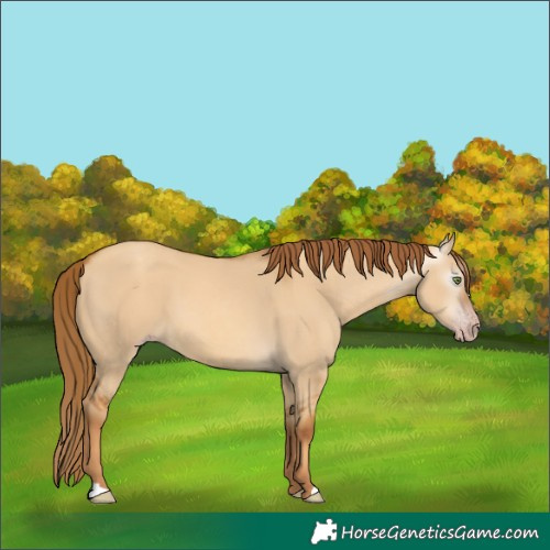 Horse Color:Gray Gold Champagne Dun